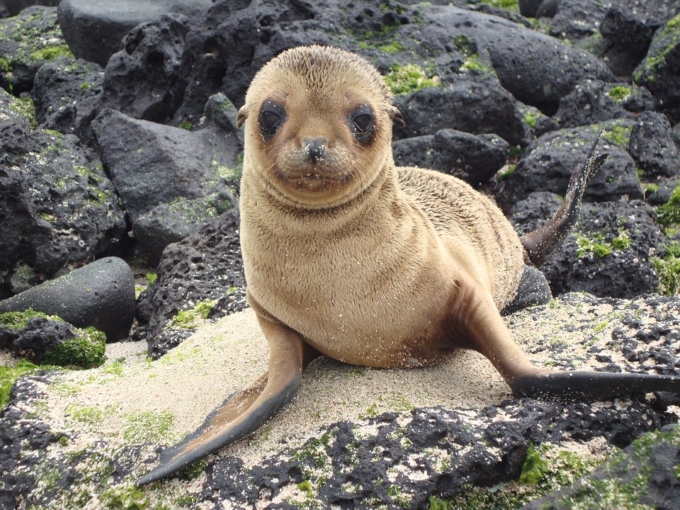 galapagos