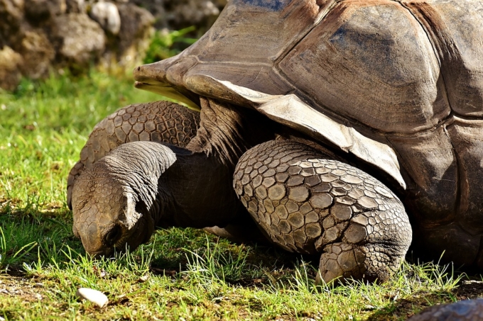 galapagos