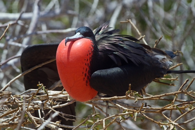 galapagos